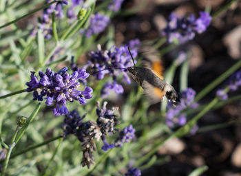 Lavender nectar collection.