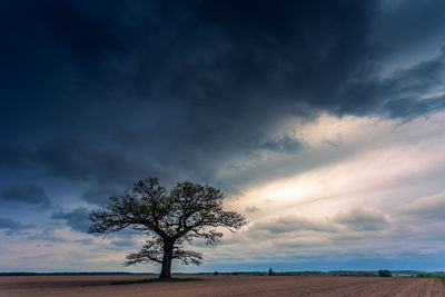 Tree on field against sky