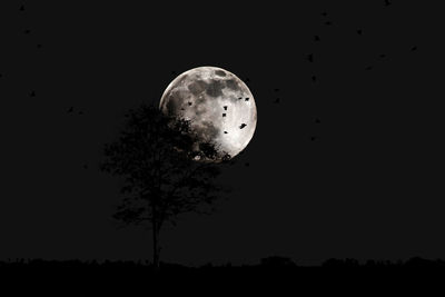 Low angle view of silhouette tree against sky at night