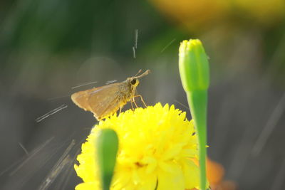 Close-up of butterfly pollinating on yellow flower