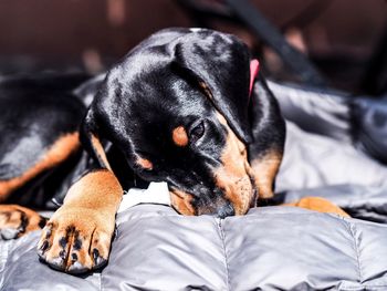 Close-up of dog resting on bed