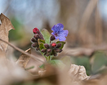 Close-up of purple flowering plant