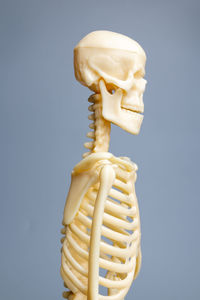 human skeleton