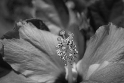 Close-up of water drops on flower