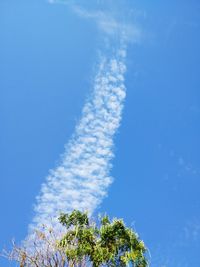 Low angle view of trees against blue sky