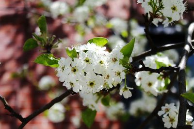 Close-up of white cherry blossom tree