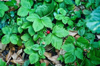 High angle view of berries growing on plant