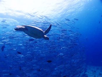 Fish underwater