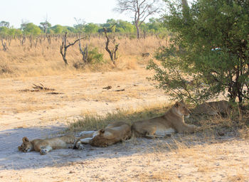 Pride of lions resting in the shade