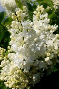 Close-up of white flowers