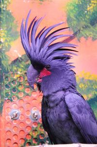 Close-up of purple cockatoo