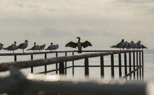 Birds perching on railing against sea