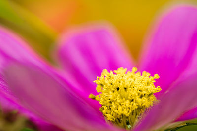 Close-up of pink flower