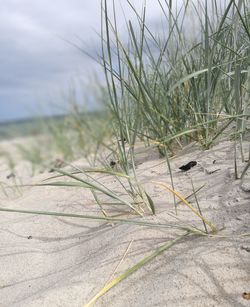 Plant growing on field by sea against sky