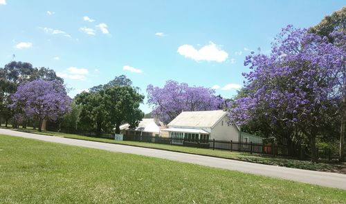 Purple trees by building against sky