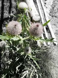 Close-up of flower