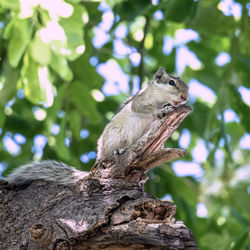Close-up of lizard on tree trunk
