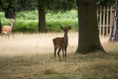 Deer standing on tree trunk in field