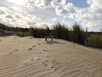 View of dog on field against sky