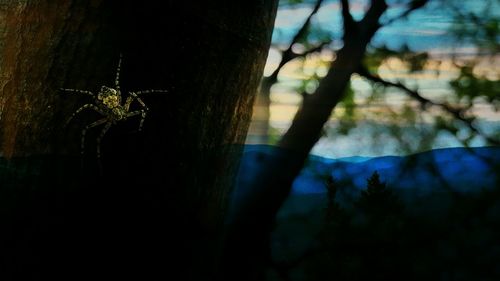 Trees in the dark