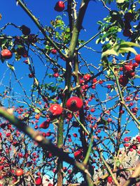 Low angle view of berries on tree against sky