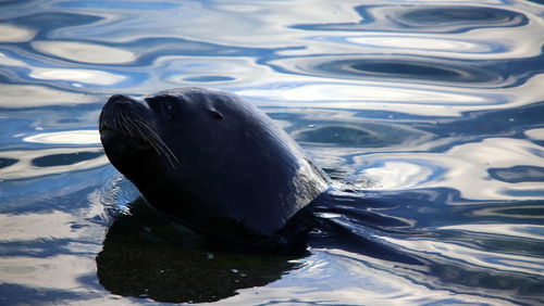 View of seal in sea