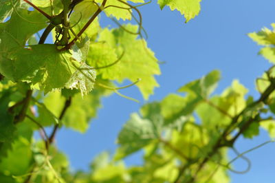 Low angle view of tree against blue sky