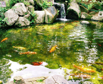 Stream flowing through rocks