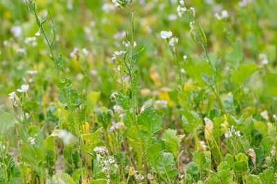 Close-up of flowering plant on field