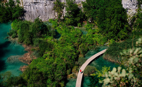 High angle view of trees growing in forest