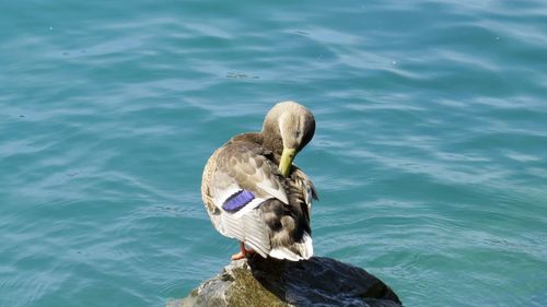 High angle view of duck swimming on lake