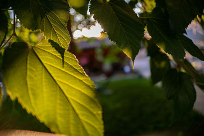 Close-up of leaves