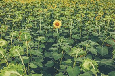 Scenic view of sunflower field