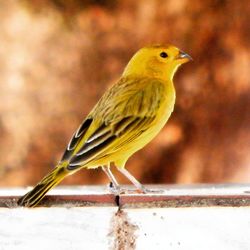 Close-up of bird perching outdoors