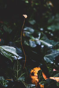 High angle view of plant leaves on field