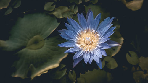 Close-up of lotus water lily in pond