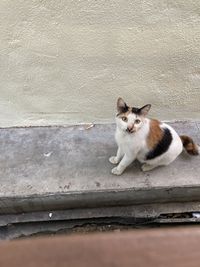 Portrait of cat sitting on wall