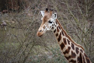 Close-up of giraffe eating tree