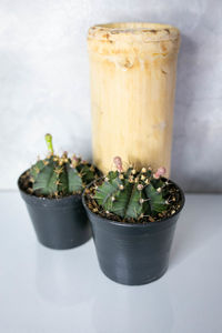 Close-up of succulent plant in pot