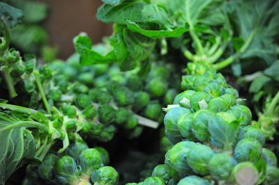 Close-up of green leaves