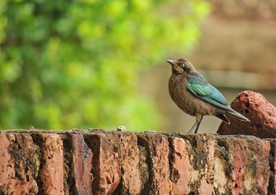 Close-up of bird perching on a wall