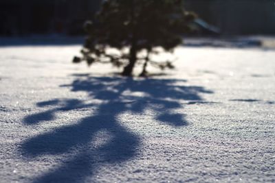 Trees in sunlight