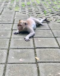 High angle view of monkey on footpath