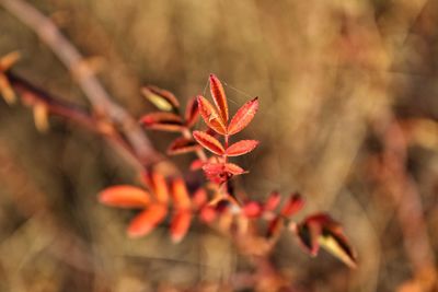 Close-up of red maple leaves