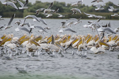 Pelicans flying over sea