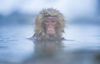 Snow monkey in a hot spring, nagano, japan.