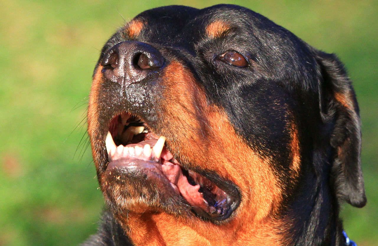 animal themes, one animal, close-up, dog, focus on foreground, animal head, domestic animals, mammal, animal body part, pets, portrait, looking away, black color, day, zoology, outdoors, brown, mouth open, wildlife