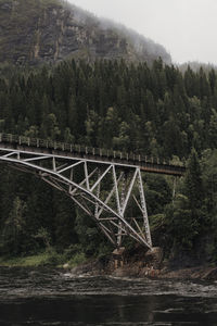 Bridge over river in forest