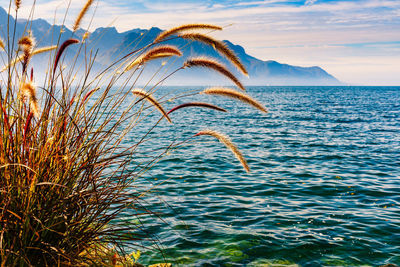 Plants against sea against sky