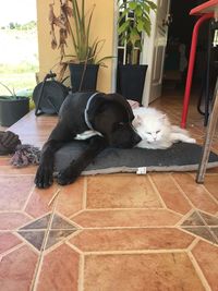 Dog lying on floor at home